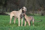 IRISH WOLFHOUND 264